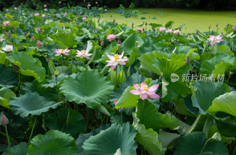 池塘里清新自然荷花