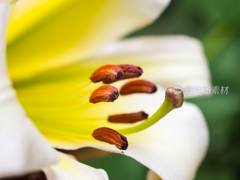 野生白色百合花花蕊特写