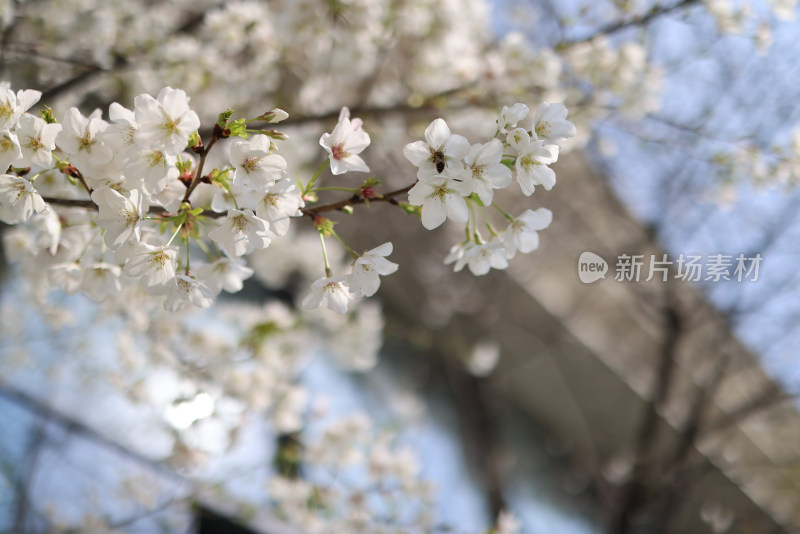 春天盛开的梨花特写