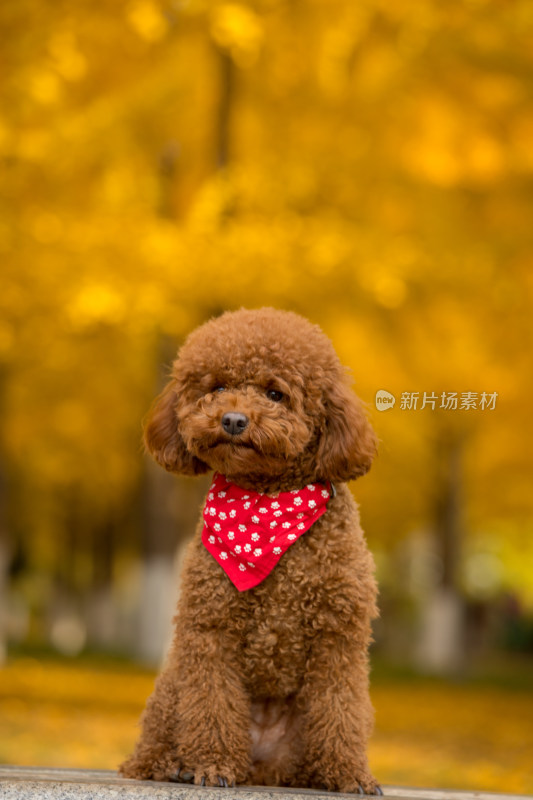 秋天银杏季节小狗