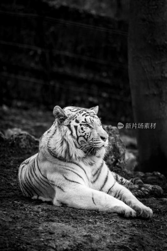 野生动物老虎食肉动物狩猎者