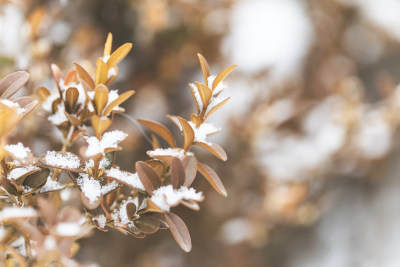 冬季大雪过后的枯枝叶