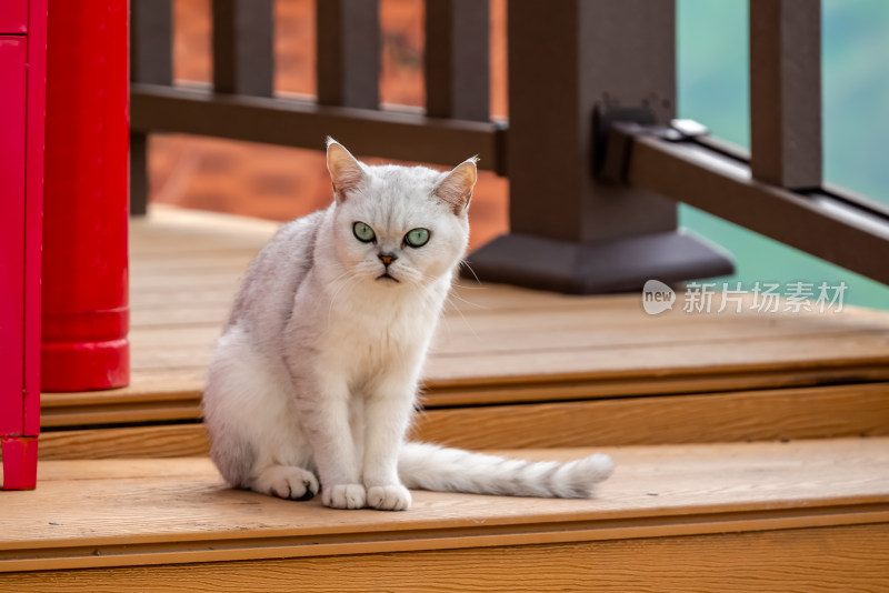 镜头中的英国短毛猫特写