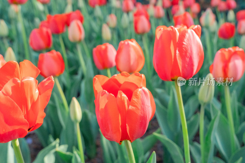 阳光下绽放的大片红色郁金香花海