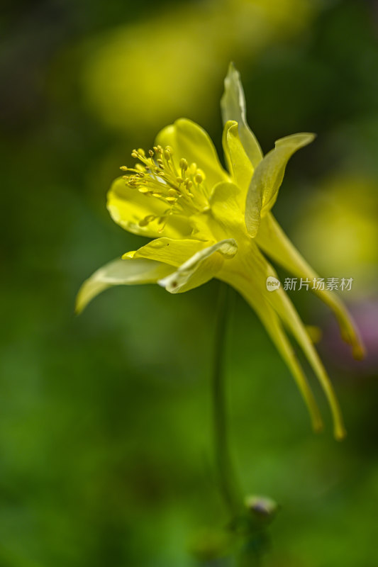 世园会植物