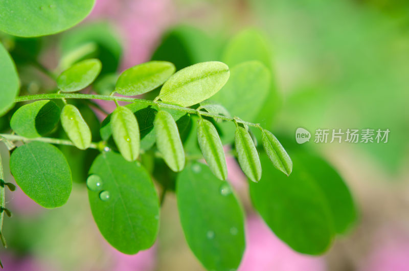 带水珠的绿色植物枝叶特写