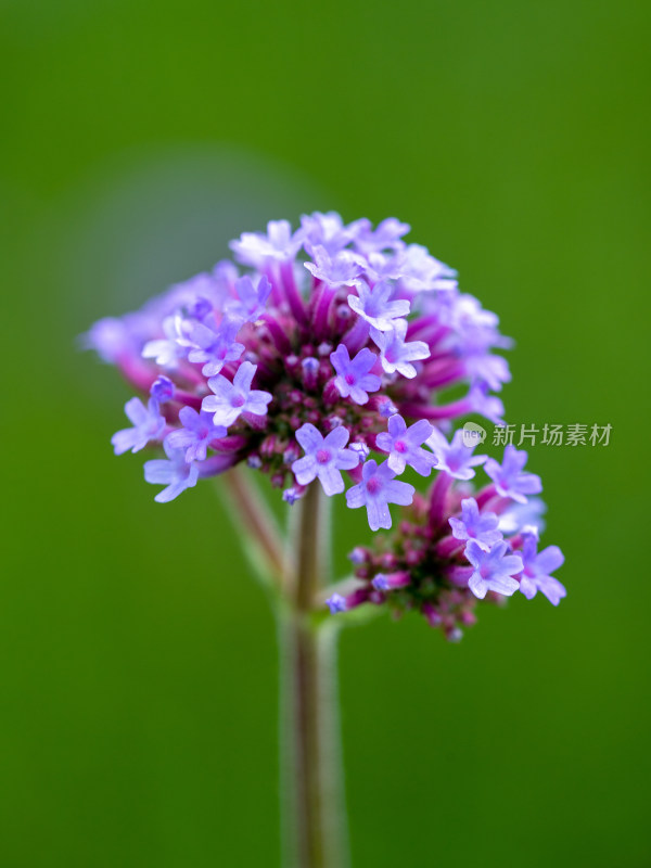 春天的马鞭草开花