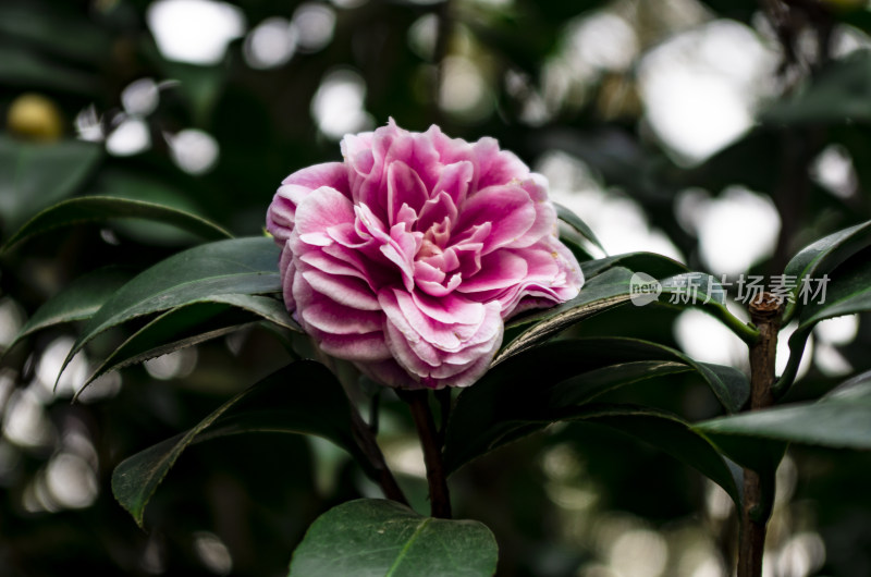 粉色茶花