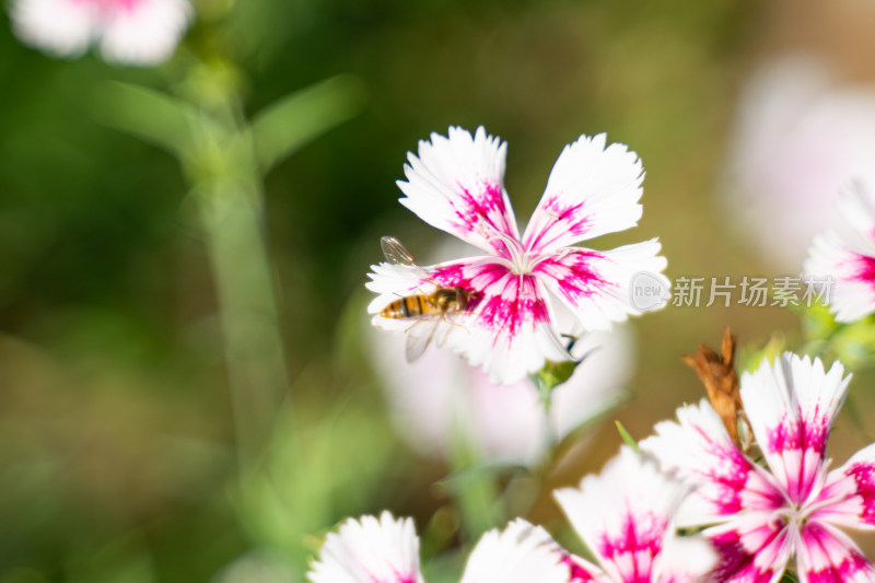 红色石竹花上的蜂蝇蜜蜂