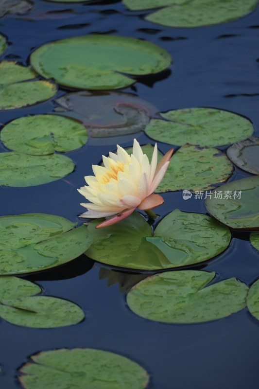 厦门睡莲特写