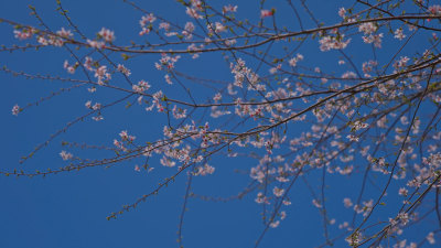 春天樱花特写