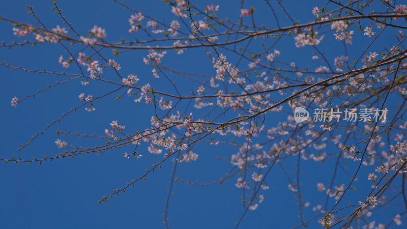 春天樱花特写