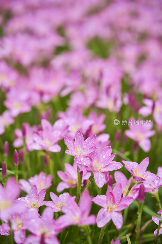 粉色的风雨兰花海