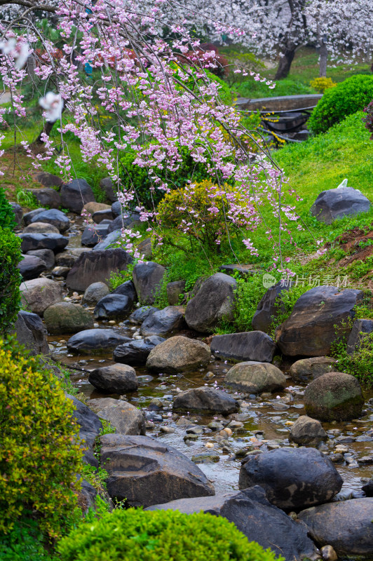 武汉东湖磨山樱花园樱花盛开