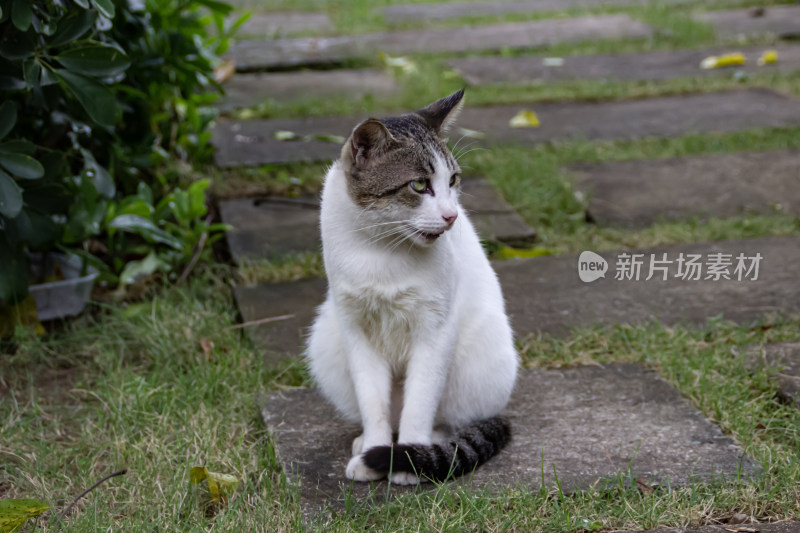 小猫特写