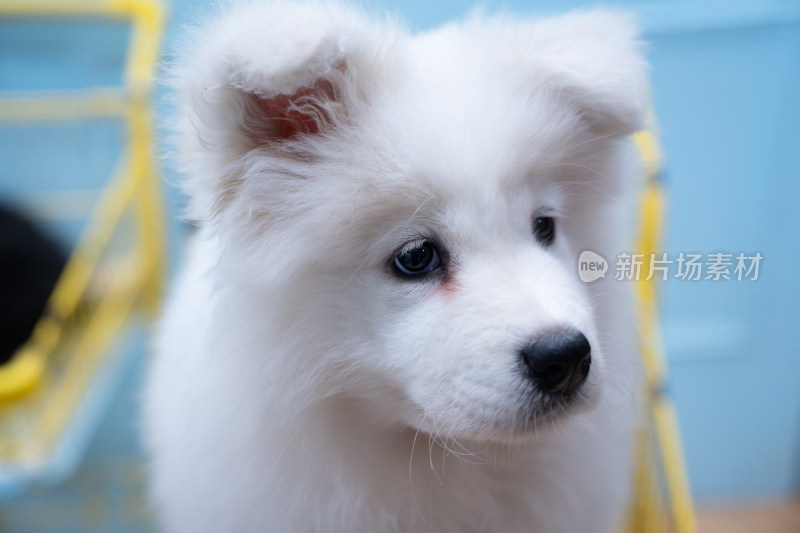 可爱萌宠狗西伯利亚雪橇犬萨摩耶犬