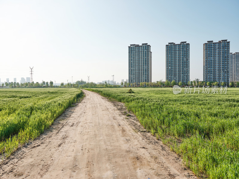 绿油油的苏北农村冬季早小麦