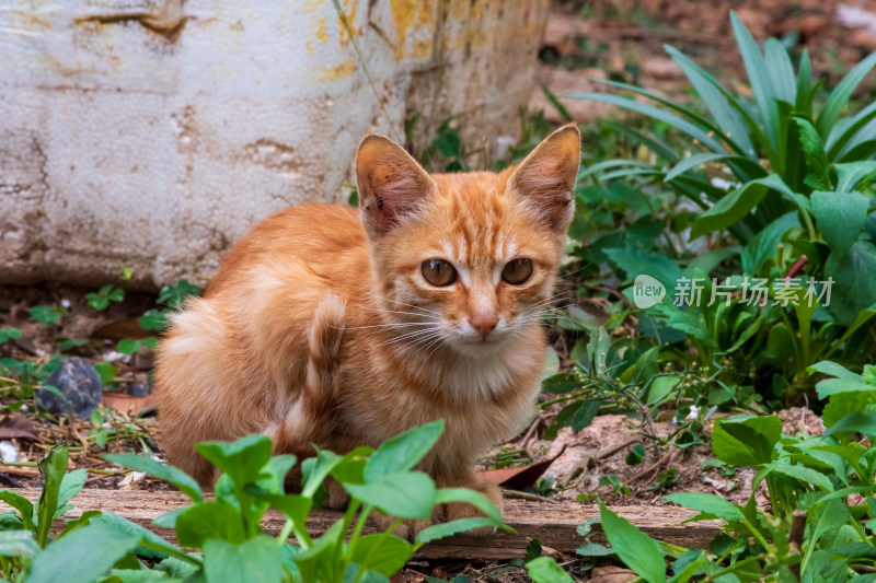 草丛中的橘色小猫