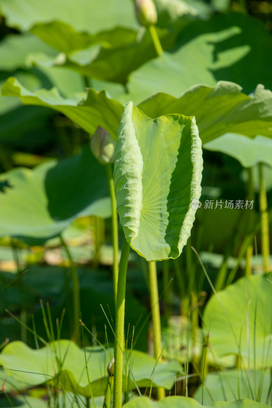 池塘荷叶特写照片