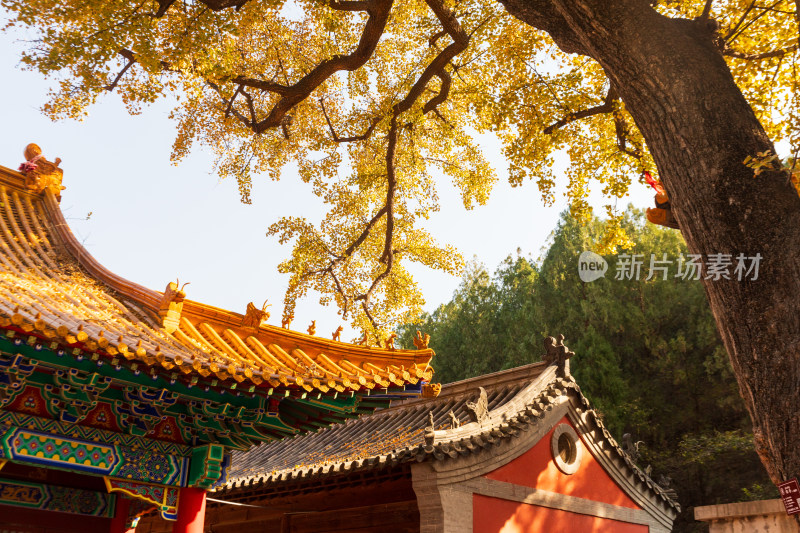 山东济南淌豆寺秋天黄色千年银杏树叶美景