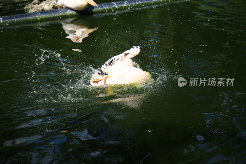 池塘中鹈鹕戏水瞬间