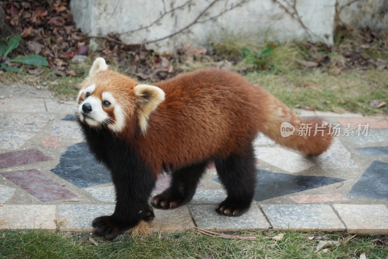 小熊猫在草地行走背影