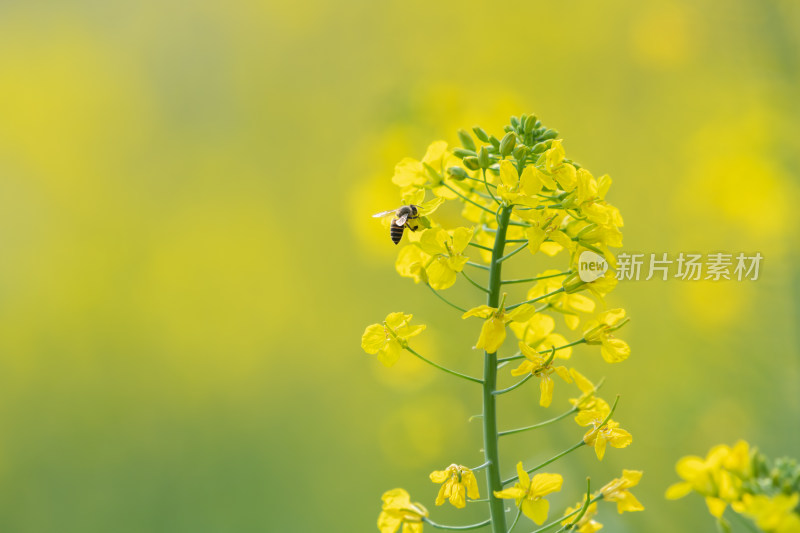 春天油菜花和蜜蜂