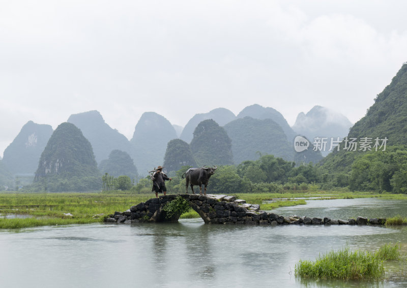 广西桂林状元桥老人牵牛放牧意境风光