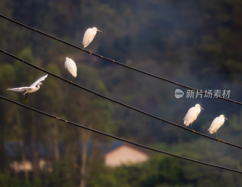 电线杆上的白鹭