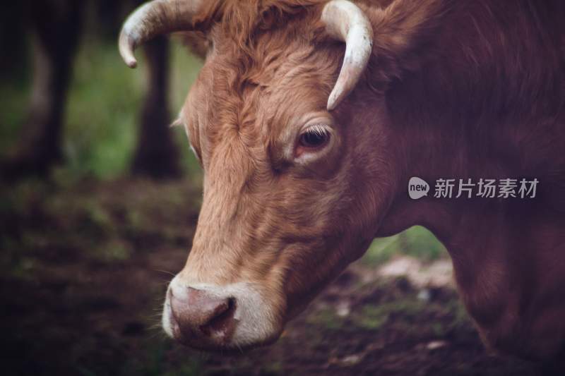 野生动物园野牛奶牛