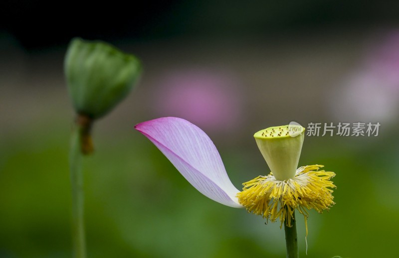 重庆酉阳：夏日荷花别样红