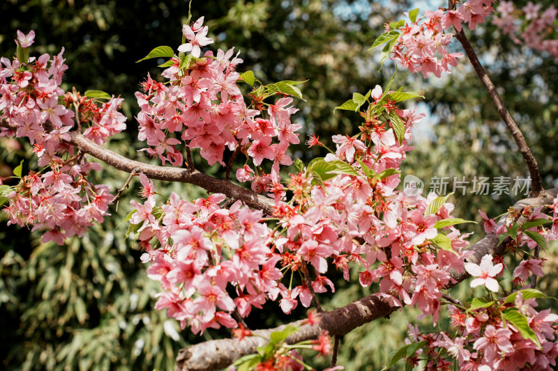 北京玉渊潭公园樱花节樱花