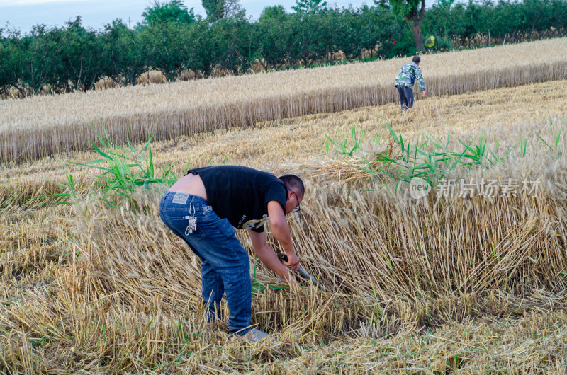 芒种时节，农民在田间收割成熟的小麦