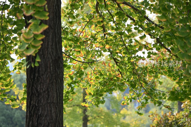 户外银杏树绿叶特写