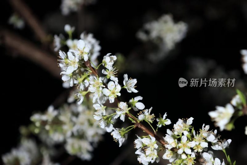 夏天晚上的白花