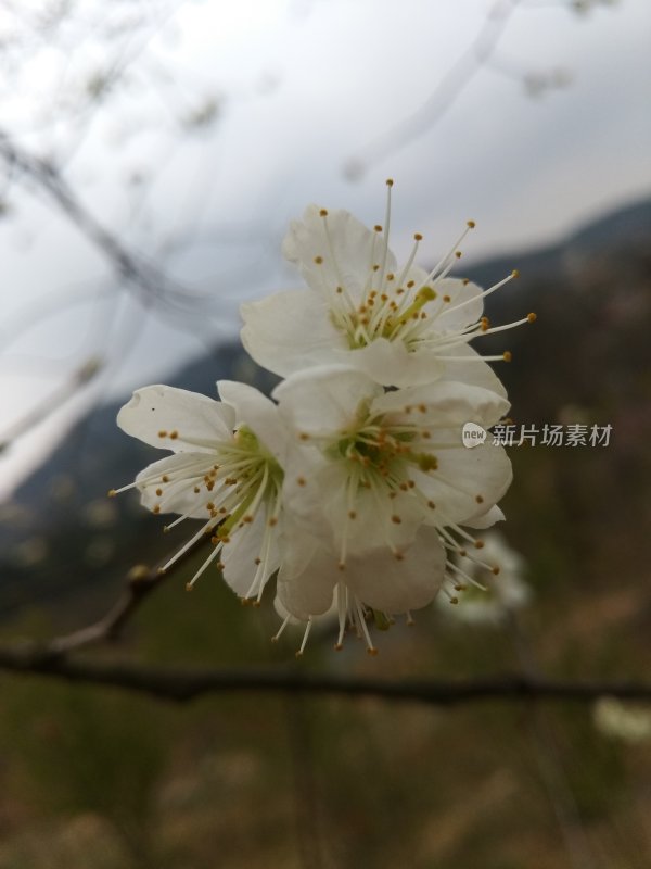 鲜花梨花盛开