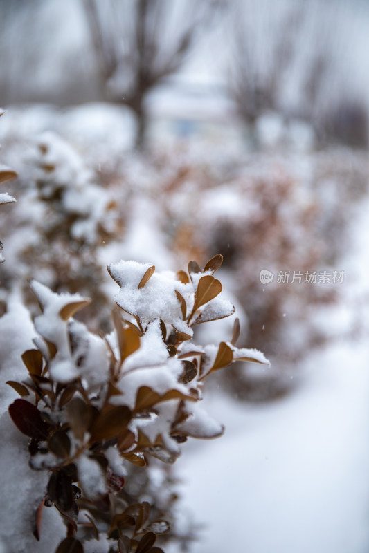 冬天植物被雪花覆盖的照片