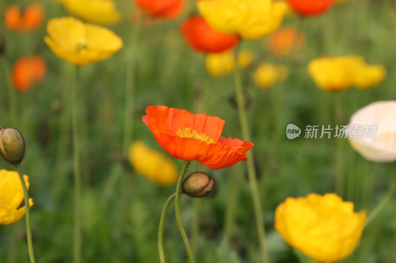 虞美人花朵