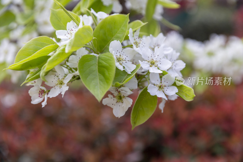 花卉植物梨花春季