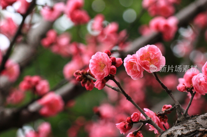 初春绽放的粉红色梅花