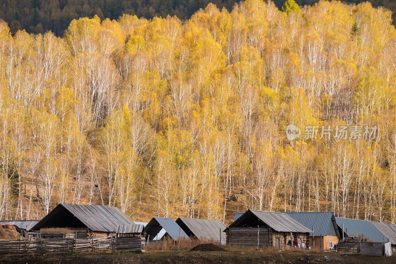 新疆禾木村的白桦林秋色