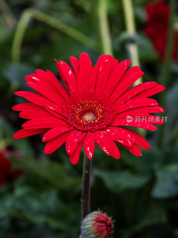 花，菊花，非洲菊，花朵，美丽的花