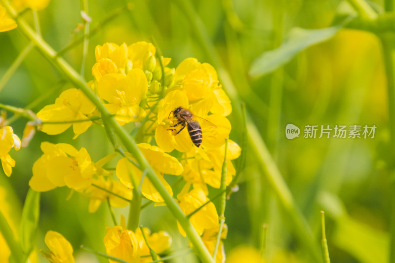 蜜蜂在黄花上授粉的特写镜头