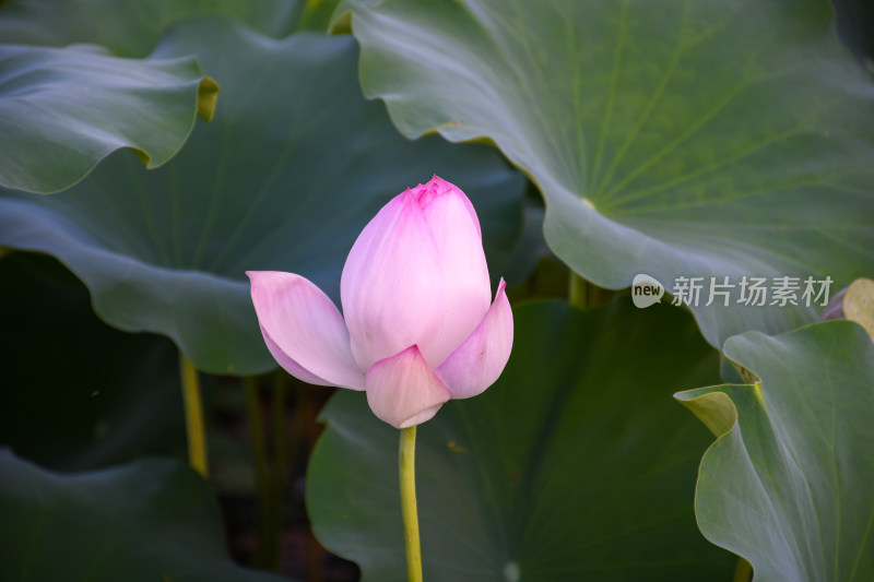 夏日的福州金山公园荷花