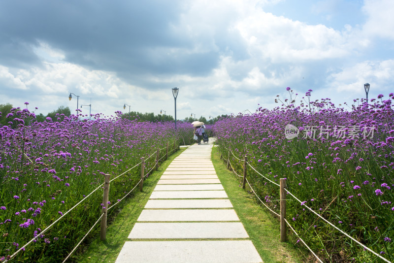 开满紫色鲜花的小径风景