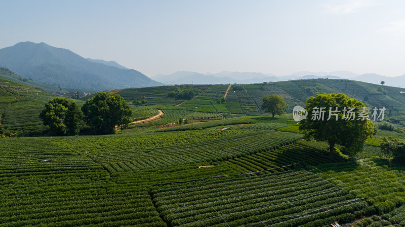 杭州龙坞茶园 茶山 茶田