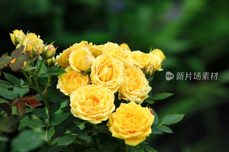 黄色的玫瑰花背景