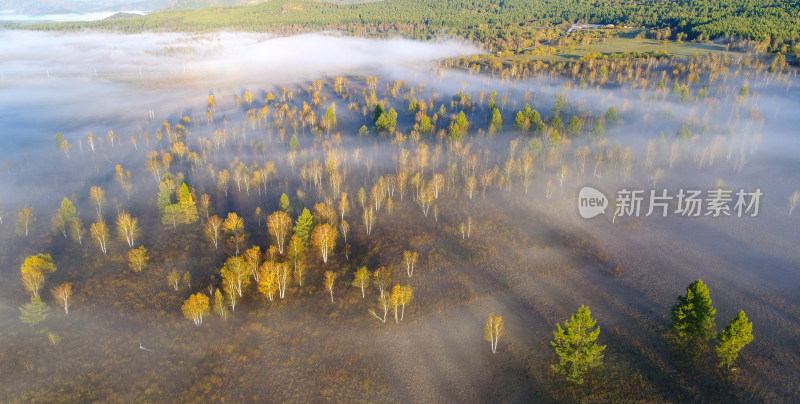 航拍晨雾中的森林景观