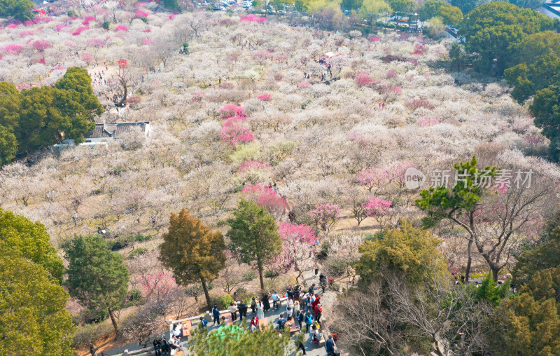 苏州香雪海景区梅花航拍