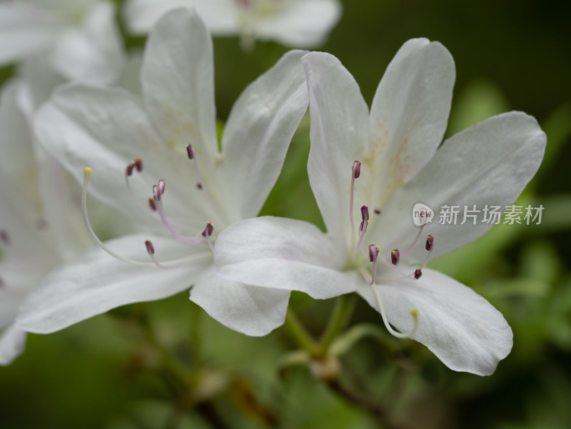 春天武汉植物园的杜鹃花